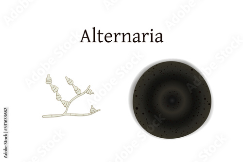 Alternaria mold vector illustration isolated on white background.