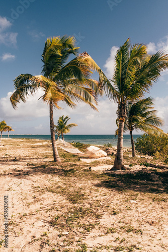 Antigua and Barbuda, Barbuda, Palm trees on beach photo