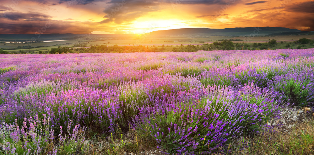 Fototapeta premium Meadow of lavender.