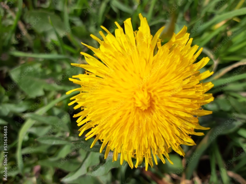 dandelion dandelion