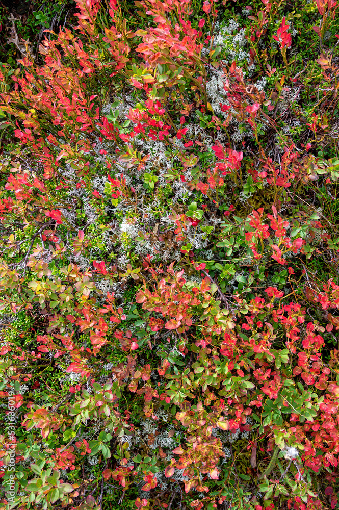 white lichens and lingonberry shrubs with partly red leaves on an alp at late summer on the mountain Turnthaler in Tirol, Austria
