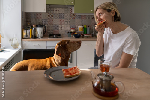 Lonely middle-aged woman eats sandwich with jam sitting at table near at dog. Favourite pet follows owner moves asking for treat. Thin female with short haircut enjoys morning playing with dog closeup