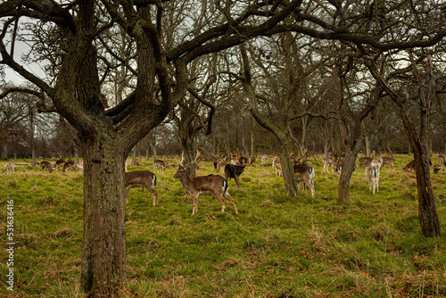 Photography young deers in a ireland dublin park