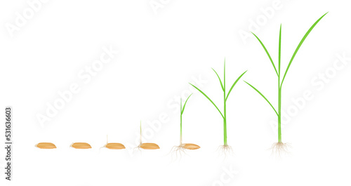 Stages of wheat growth. Rice seeds with stems green and roots isolated on white background. Realistic 3D vector EPS10 illustration.