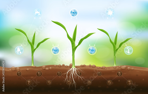 Seedling corn growing from fertile ground with underground roots and fertilizer close up and have technology icon about minerals. Agriculture concept. Use ad the agricultural industry. Vector EPS10.
