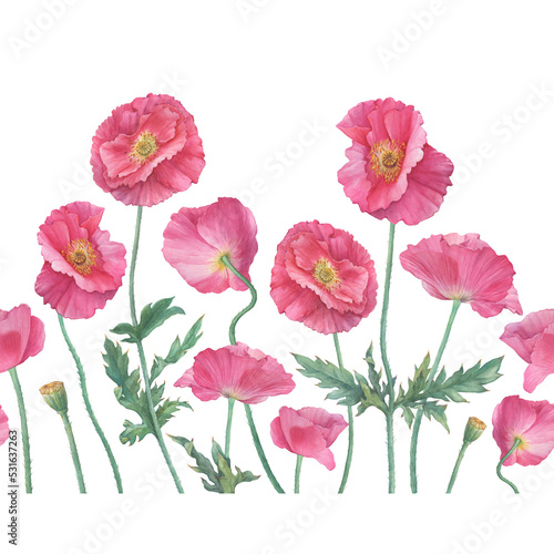 Seamless pattern  border  frame with pink Shirley poppie flower  Papaver rhoeas . Floral botanical greeting card. Hand drawn watercolor painting illustration isolated on white background.