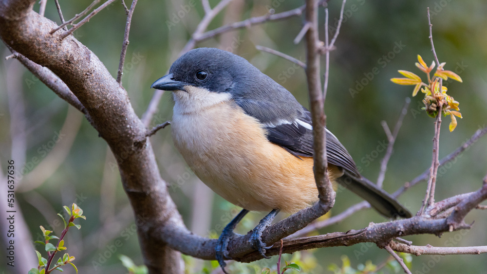 Fototapeta premium the female southern boubou close up