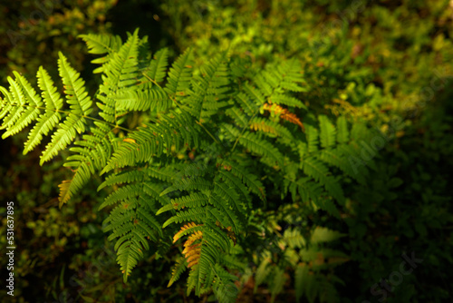 Picture of fern bush and its green fresh leaves in cool forest with evening sun rays on its foliage. Beauty of wild nature. Fauna and botany science. Greenery, plants and its species
