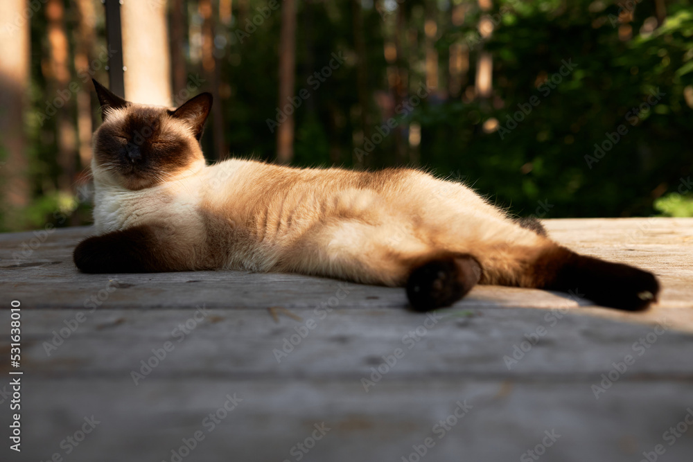 Sleeping beautiful Siamese cat with healthy fluffy fur having nap on bench with green forest on background, relaxing outdoor on daytime after taking food. Domestic animals. Cute lovely pets