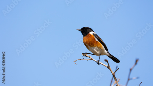 African stone chat with a blue sky background