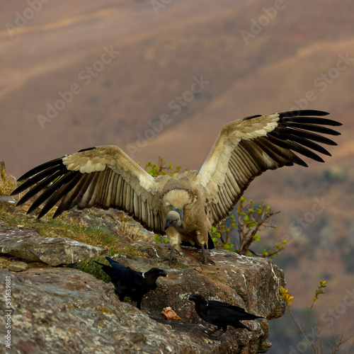 Cape vulture with wings spread open