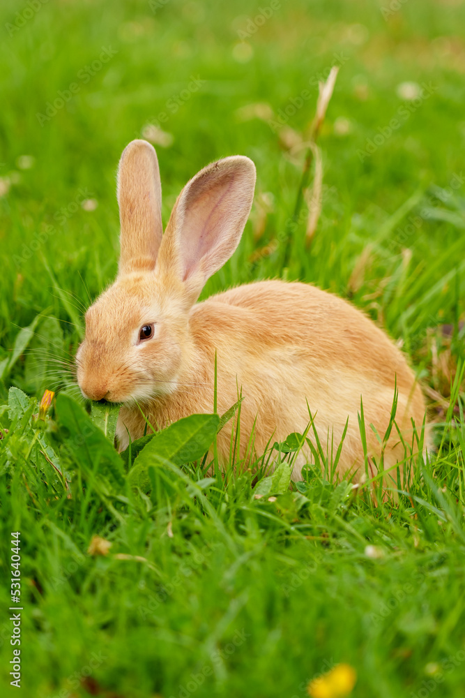 Cute red rabbit feeding on fresh green grass in a summer meadow outdoors Cute red rabbit feeding on fresh green grass in a summer meadow outdoors