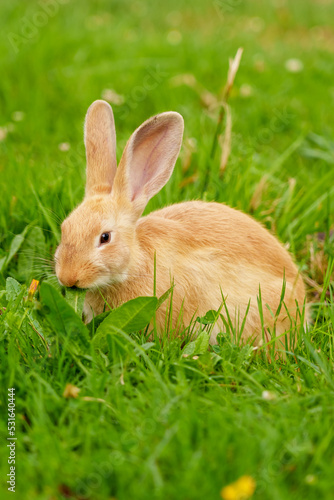 Cute red rabbit feeding on fresh green grass in a summer meadow outdoors