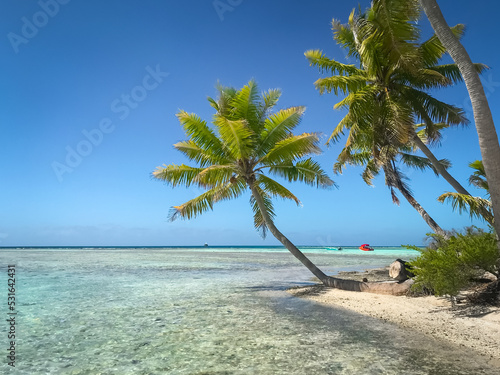 Fototapeta Naklejka Na Ścianę i Meble -  Maldives crystal sea water beach, blue sky and palm trees on white sand shore. Perfect tropical landscape. Untouched nature tropical beach scene. Design of summer vacation, travel, holiday concept.