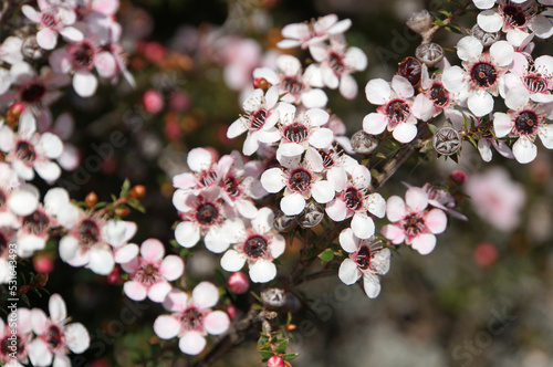 Closeup of a flowering Manuka bush in Mapua, New Zealand