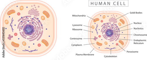 Human cell simple diagram best for educational materials, marketing materials. Orange version