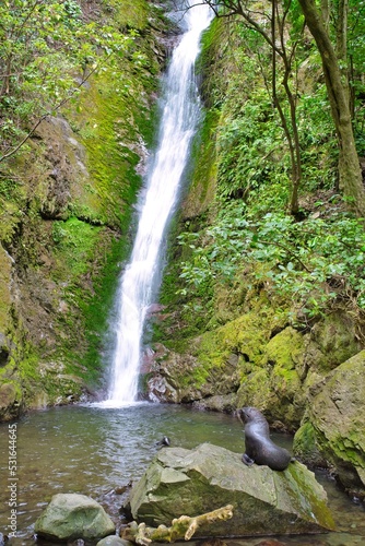 Seal pups playing beneath the waterfall, Kaikoura, New Zealand