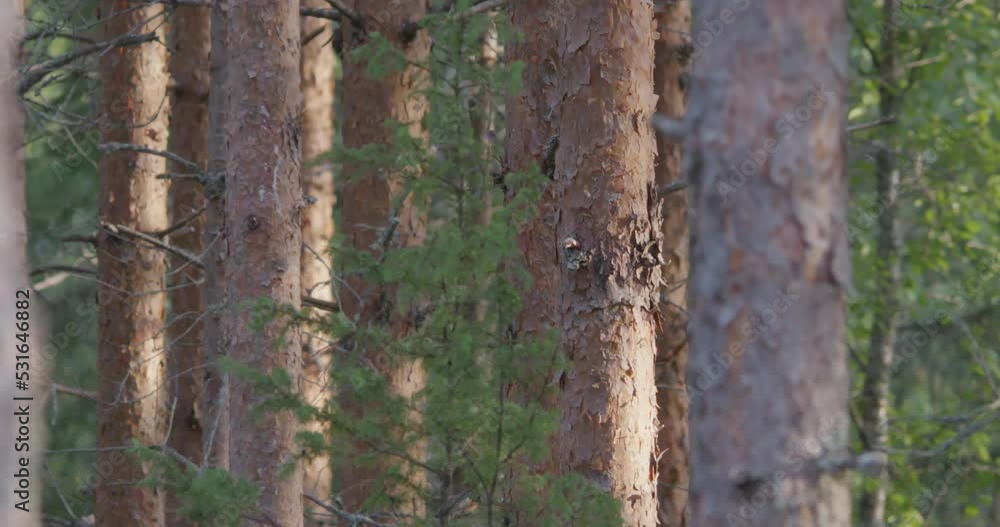 Telephoto closeup of tall pine tree trunk at golden hour light, dolly left Telephoto closeup of tall pine tree trunk at golden hour light, dolly left