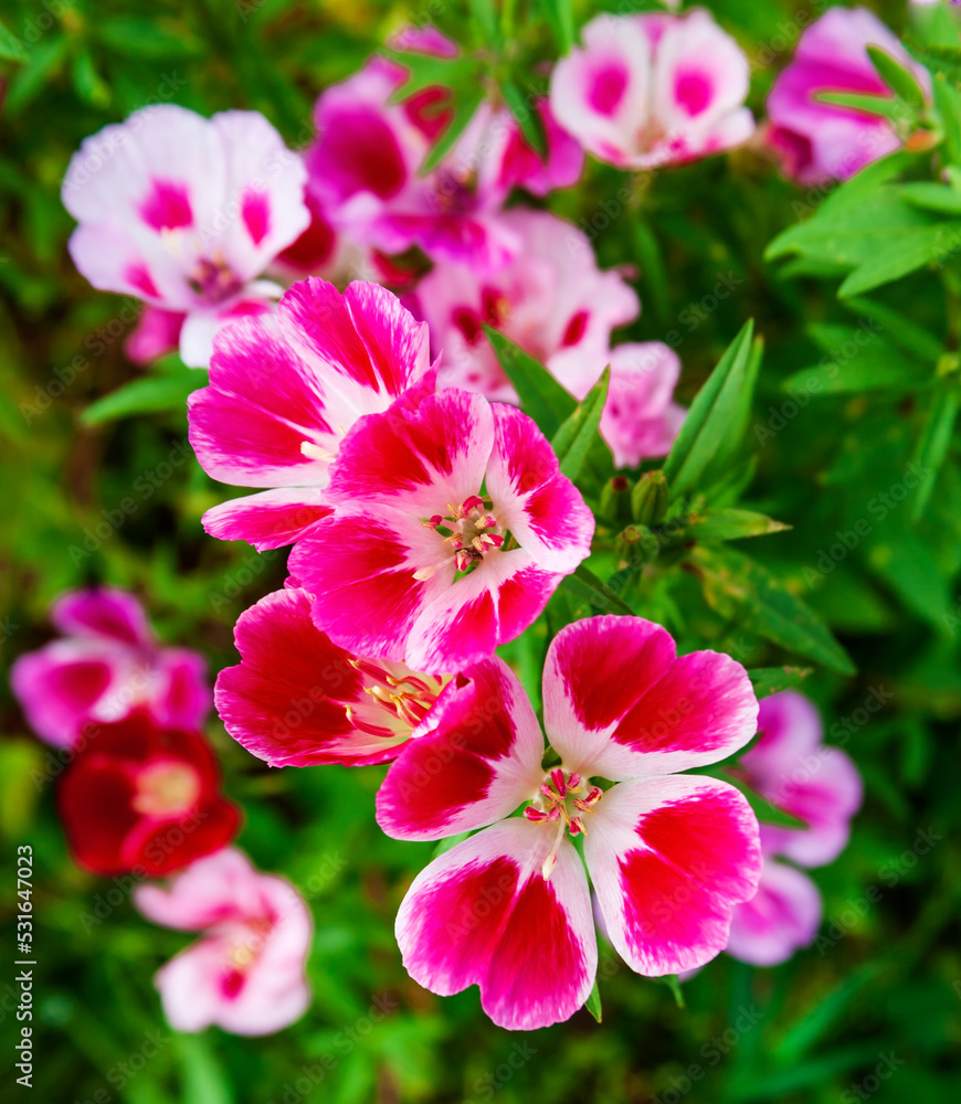 Godecia flowers in red, white and pink shades close-up. Godecia flowers in red, white and pink shades close-up.
