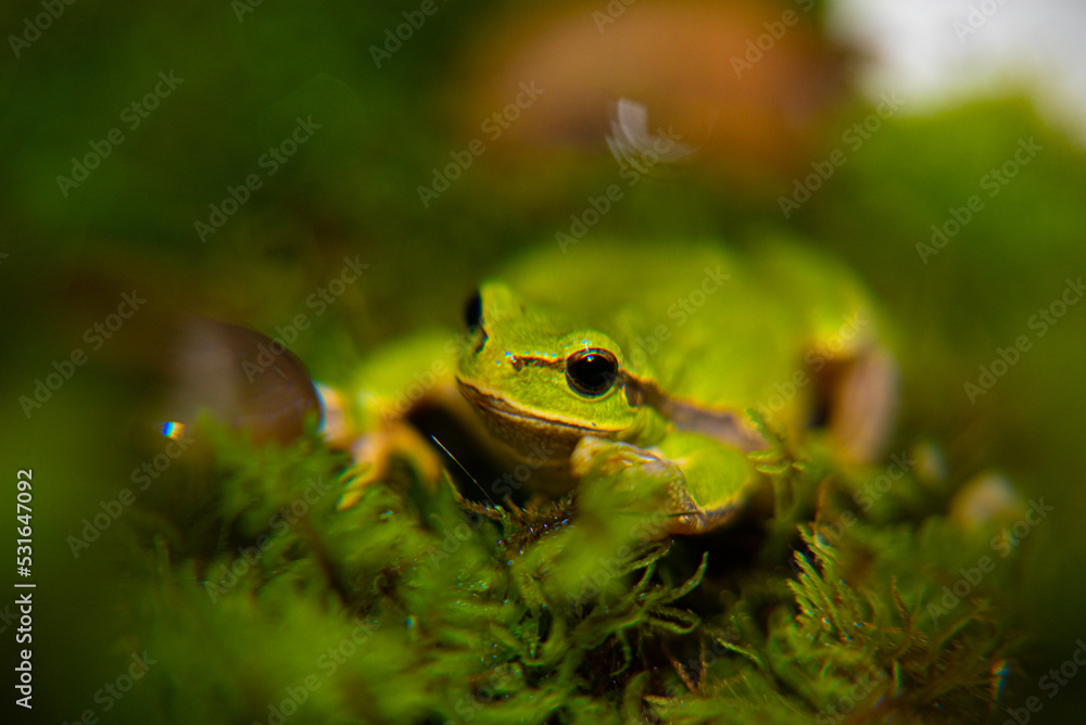 Obraz premium Green frog