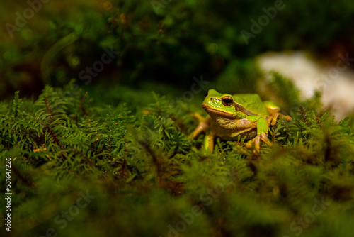 Green frog © Дмитро Зазеленчук