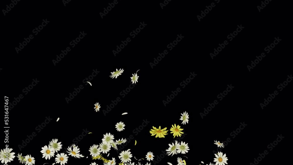 Daisy Flower Burst 4 Clip with alpha channel. Element footage you can place on footage or background and easier to change color. Daisy Flower Burst 4 Clip with alpha channel. Element footage you can place on footage or background and easier to change color.