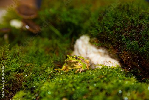 Green frog