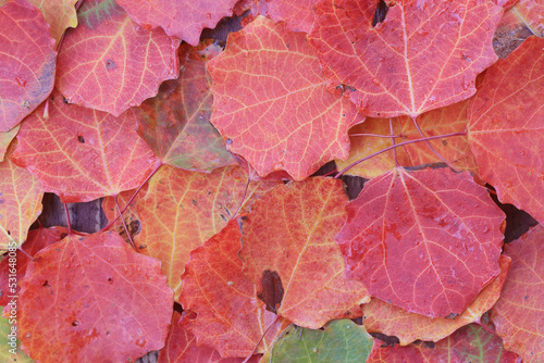 yellow fallen leaves abstract background, calendar golden fall