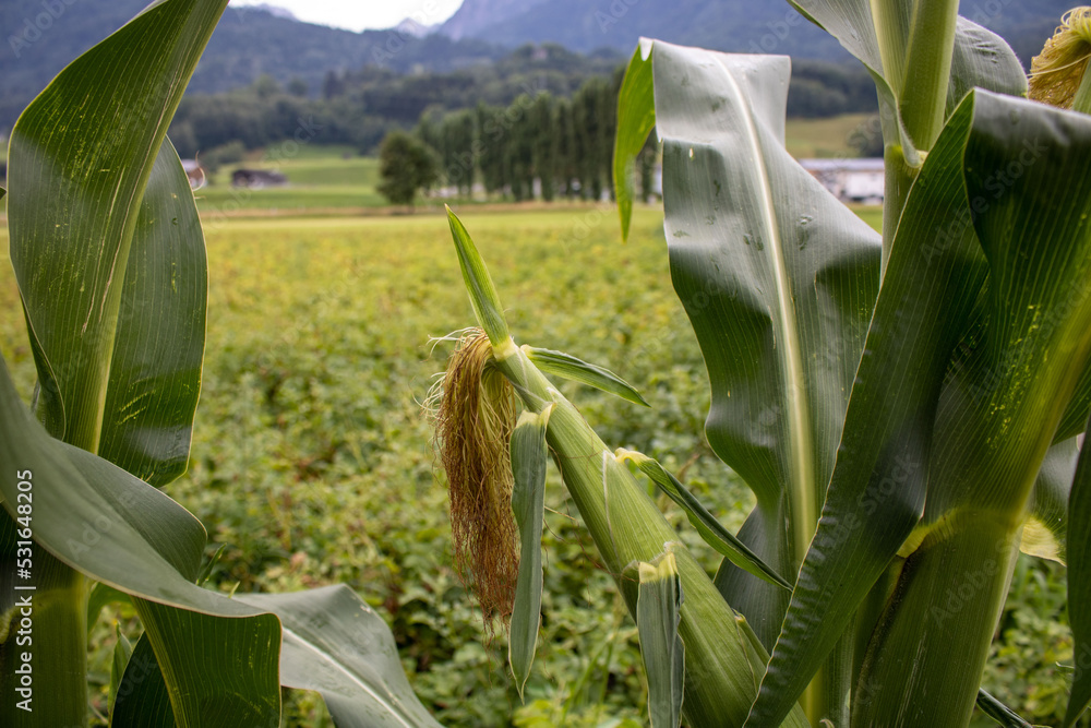 regnerisch sommerliche mais Kolben mit viele Mais Blättern beim eine ...
