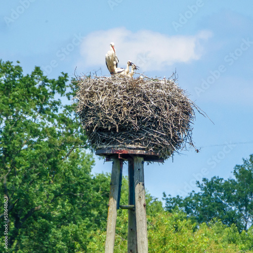 Storchennest