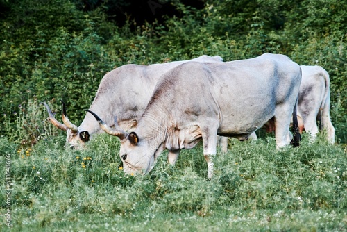 Hungarian Grey beef cattle grazing on the grass photo