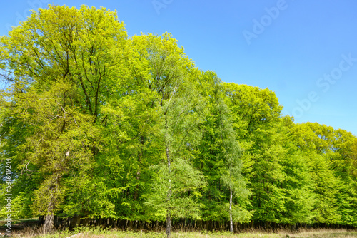 green trees