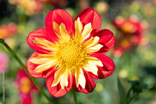 red and yellow Dahlia flower head © Keith