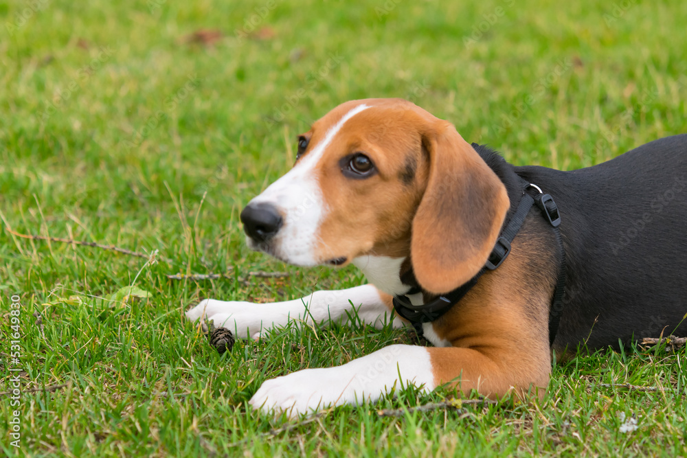 dog beagle puppy is sad on a green lawn, looks at the owner