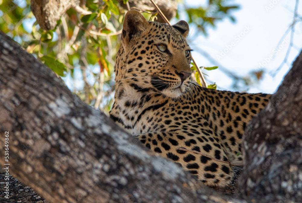 Obraz premium Leopard isolated on a branch in a tree resting during the heat of the African day