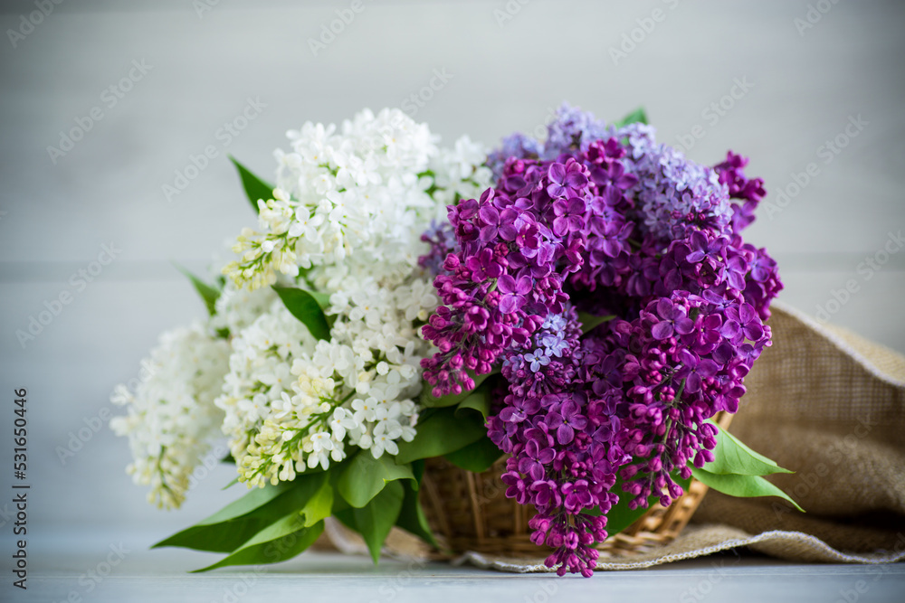 Bouquet of beautiful spring lilacs of different colors Bouquet of beautiful spring lilacs of different colors