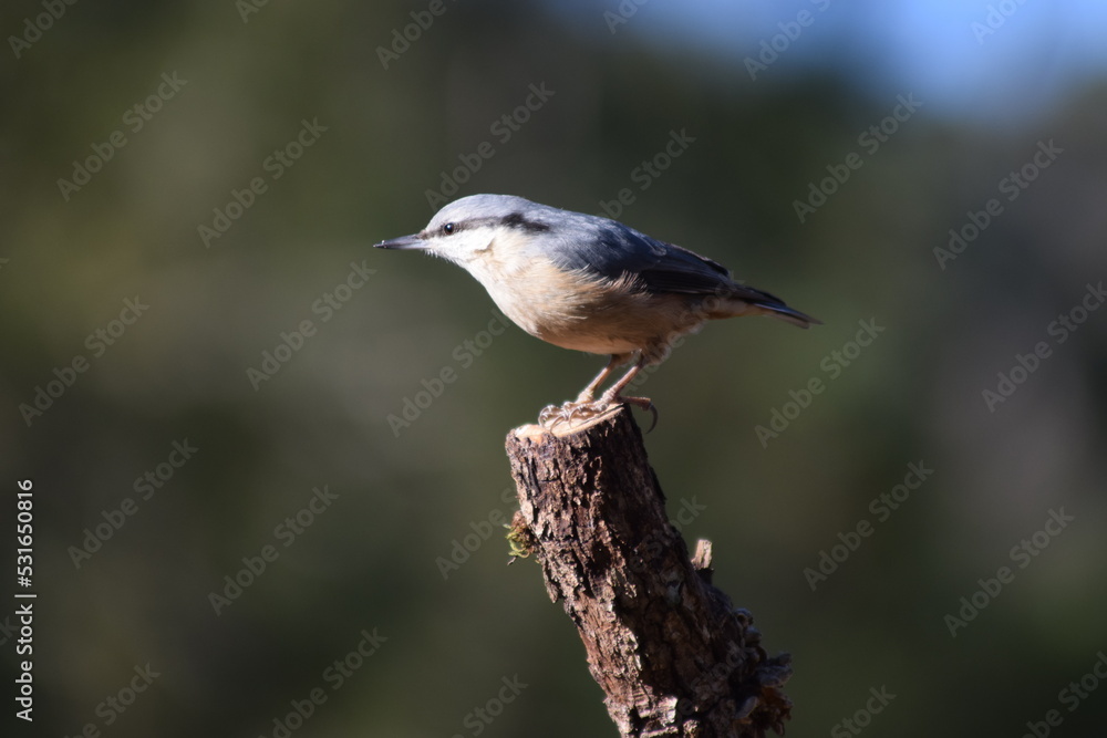 Fototapeta premium Aves, pájaros