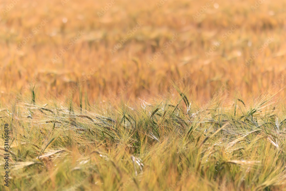 grain harvest background crisis farming