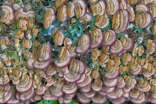 wood fungi parasites background, medicine forest wildlife