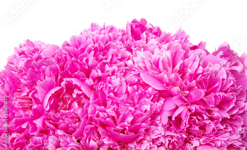 Beautiful pink peonies.