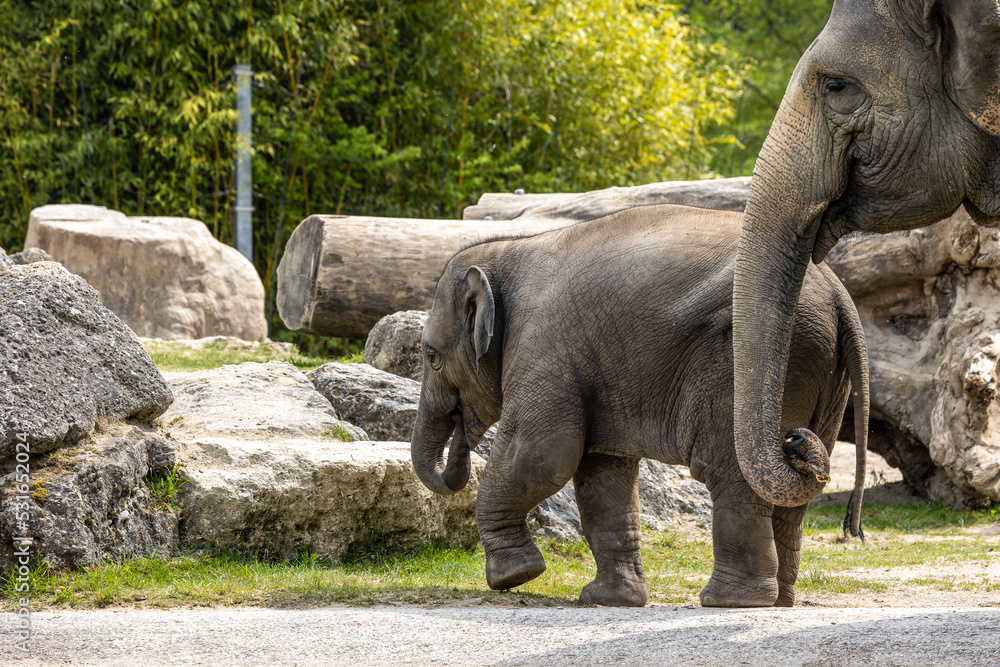 Fototapeta premium A young little Asian elephant, Elephas maximus also called Asiatic elephant