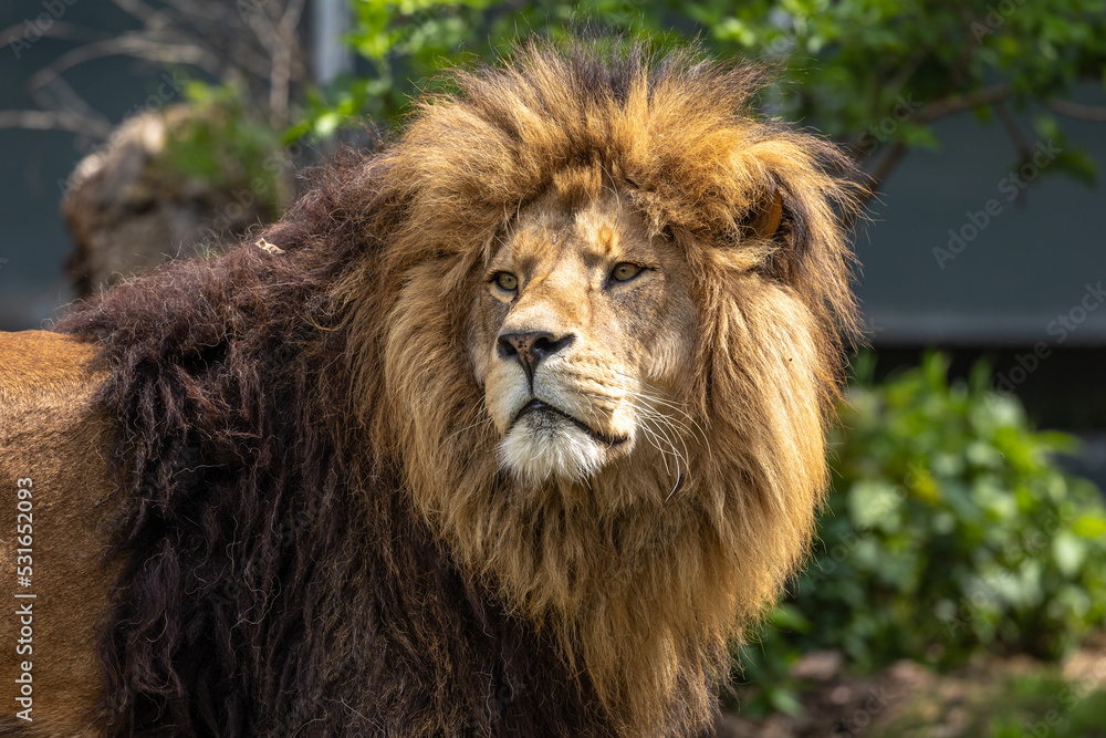 The lion, Panthera leo is one of the four big cats in the genus Panthera The lion, Panthera leo is one of the four big cats in the genus Panthera