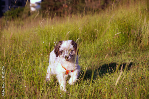 Fototapeta Naklejka Na Ścianę i Meble -  Cute white and black bulgarian shepherd dog puppy running in green grass