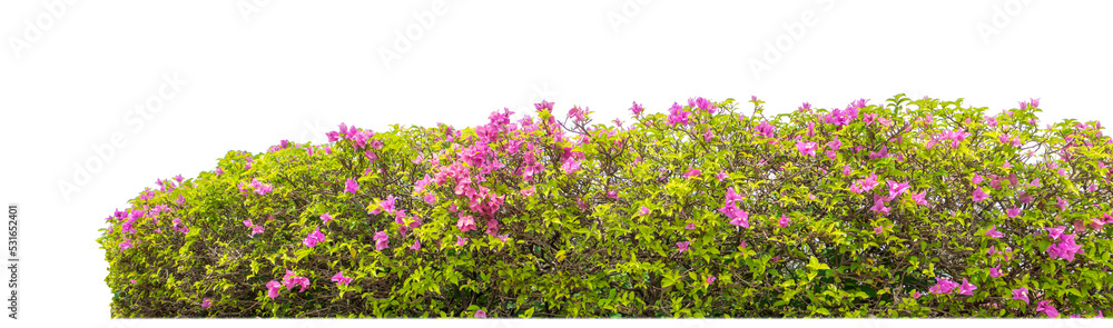 Shrubs isolated on transparent background with clipping path and alpha channel on black background Shrubs isolated on transparent background with clipping path and alpha channel on black background