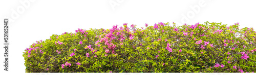 Shrubs isolated on transparent background with clipping path and alpha channel on black background