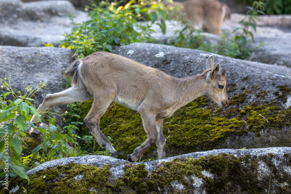 Male mountain ibex or capra ibex on a rock living in the European alps Male mountain ibex or capra ibex on a rock living in the European alps