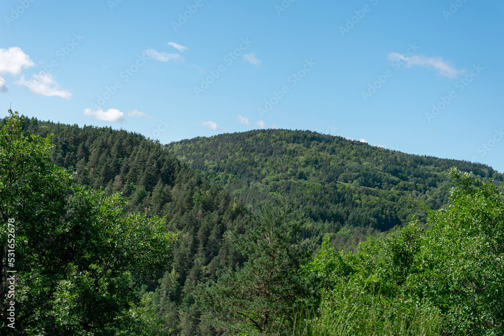 forest in the mountains forest in the mountains