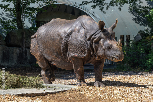 The Indian Rhinoceros, Rhinoceros unicornis aka Greater One-horned Rhinoceros