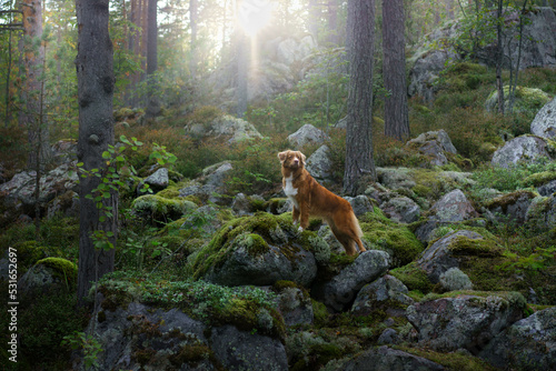 the dog stands on the stones against the background of trees. Red Nova Scotia duck retriever, Toller in the forest