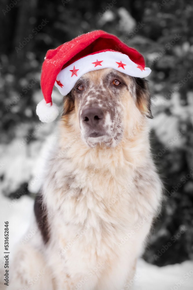 Cute dog in santa hat with adorable eyes outdoors. Merry Christmas concept. Atmospheric image. Season's greetings. Cute dog in santa hat with adorable eyes outdoors. Merry Christmas concept. Atmospheric image. Season's greetings.